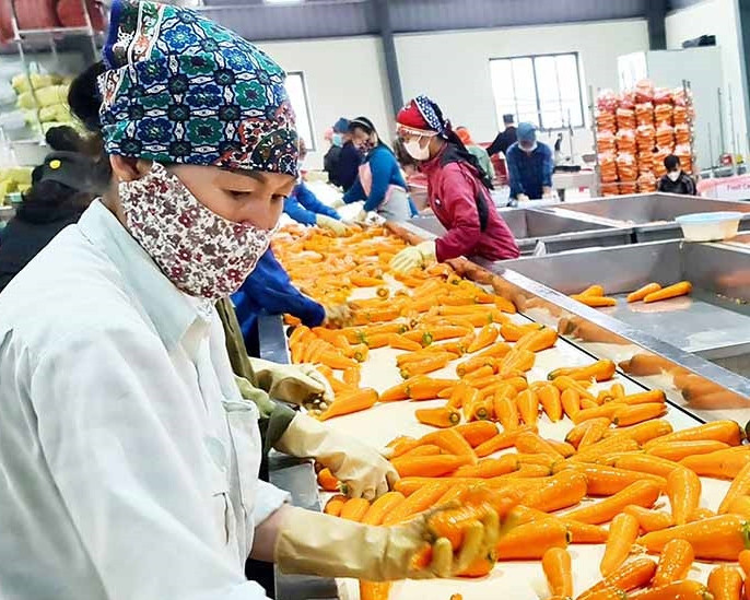 Vựa cà rốt vào vụ xuất khẩu